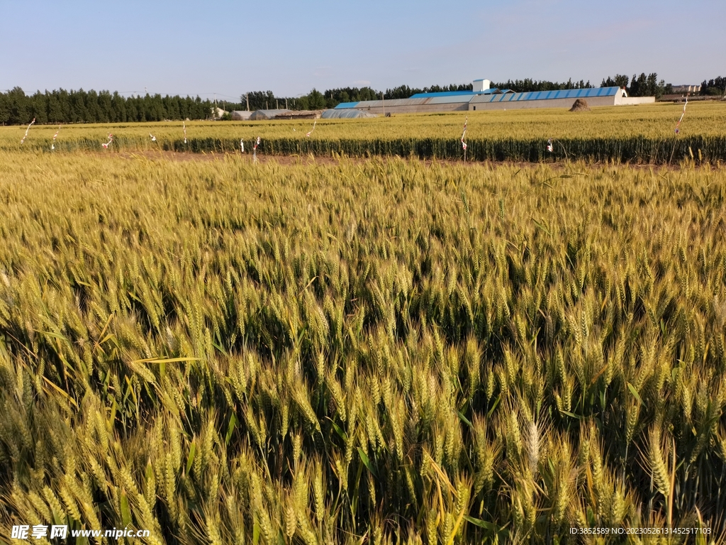 成熟麦子麦田