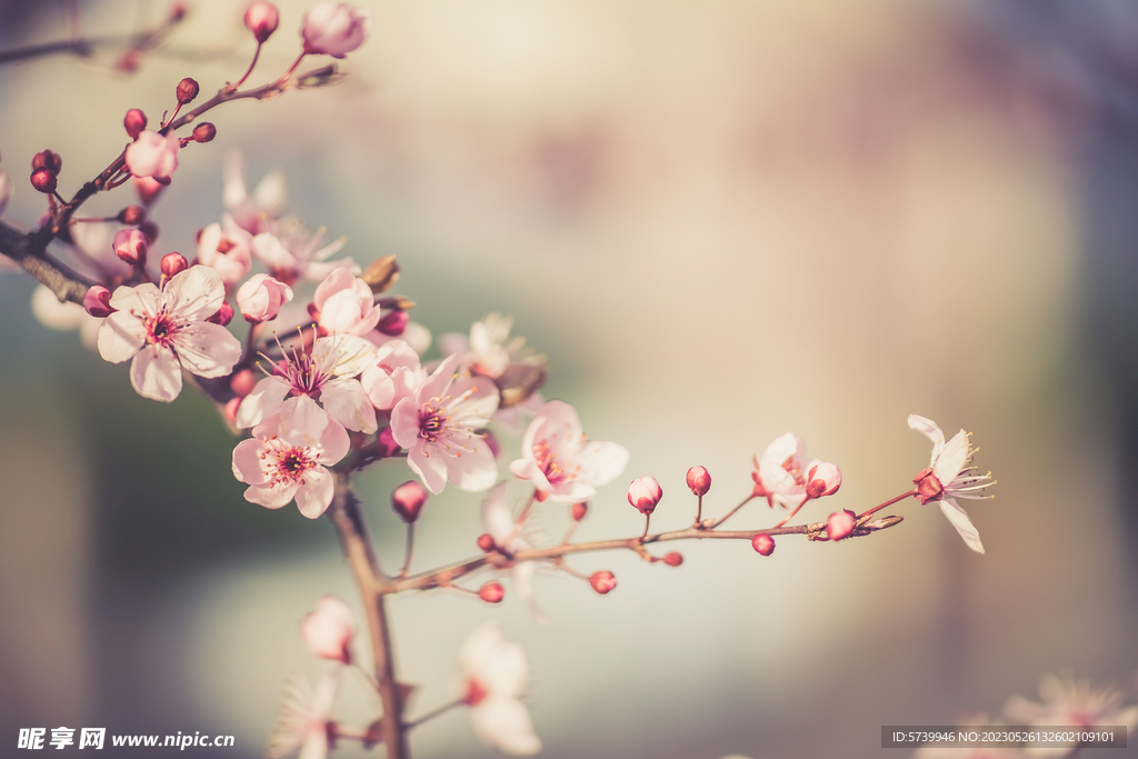 樱花