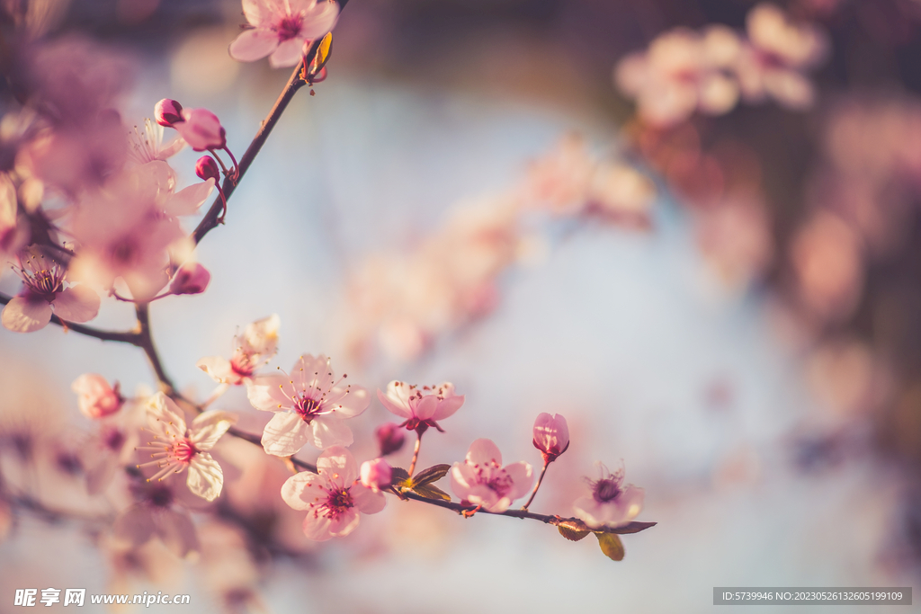 樱花