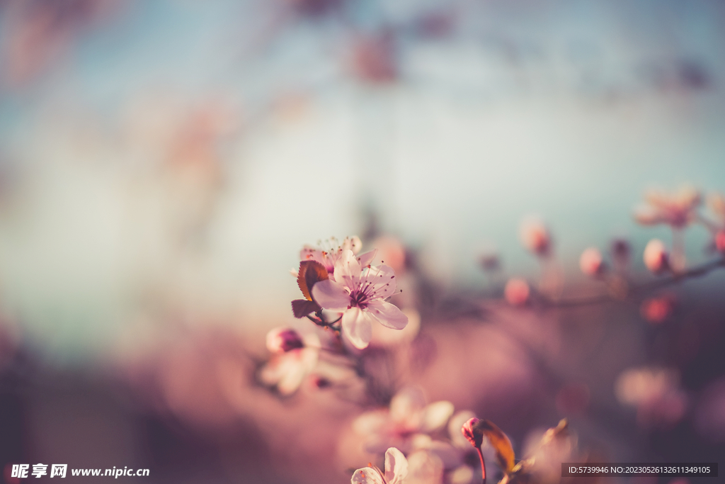樱花