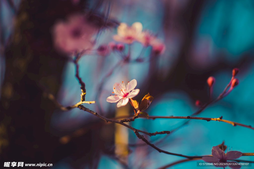 樱花