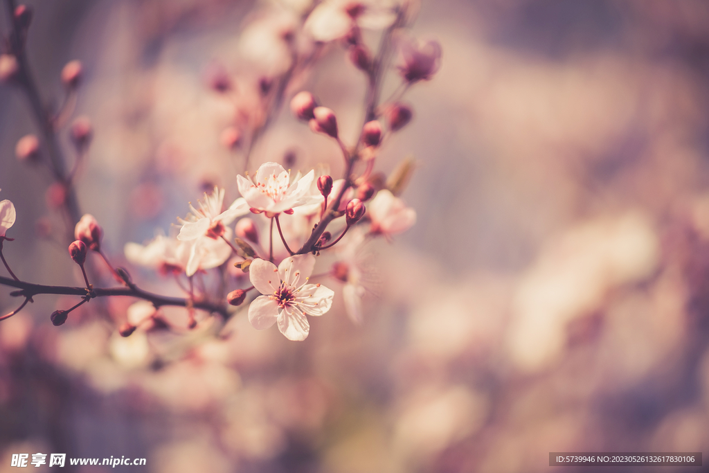 樱花