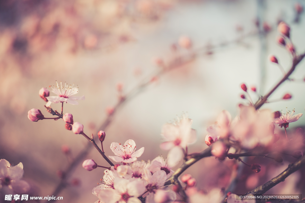 樱花