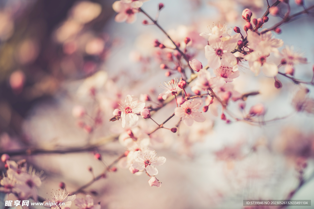 樱花