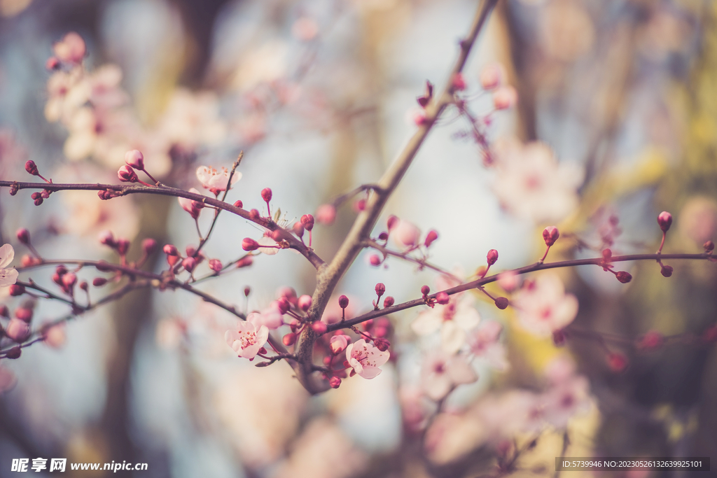 樱花
