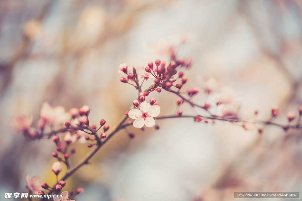 樱花