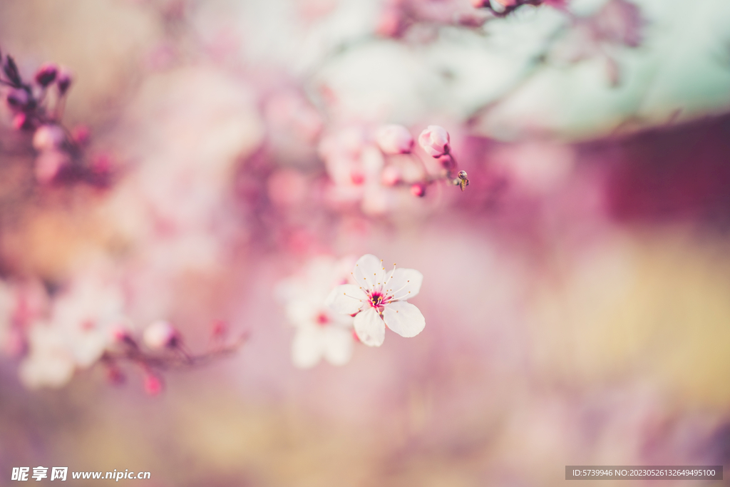 樱花