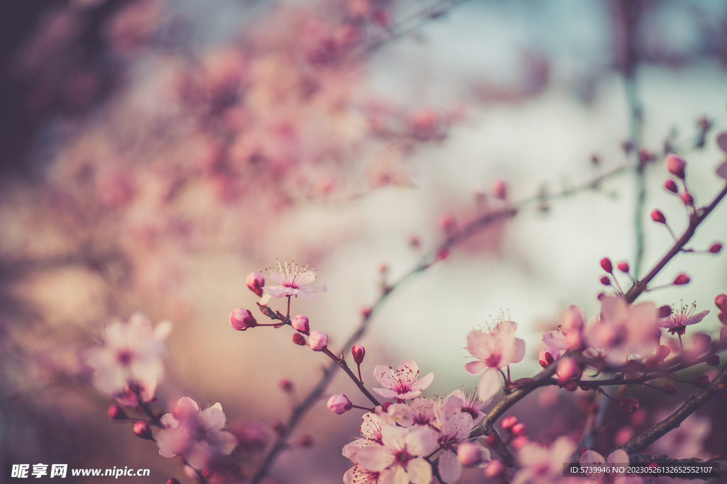 樱花