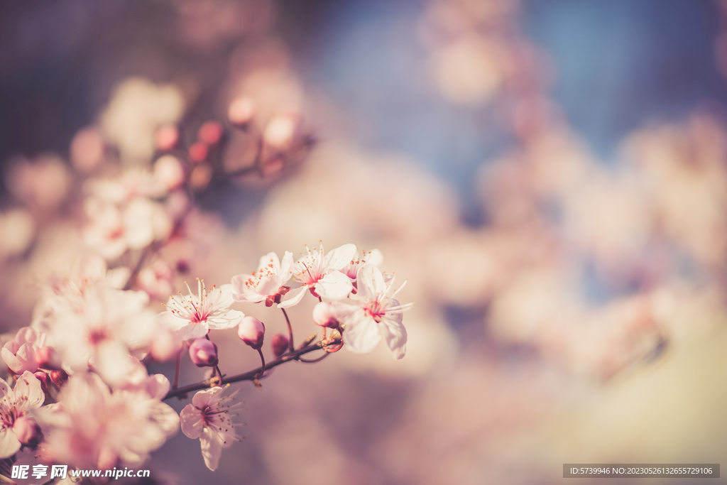 樱花