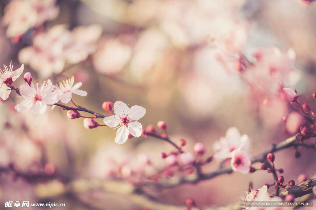 樱花