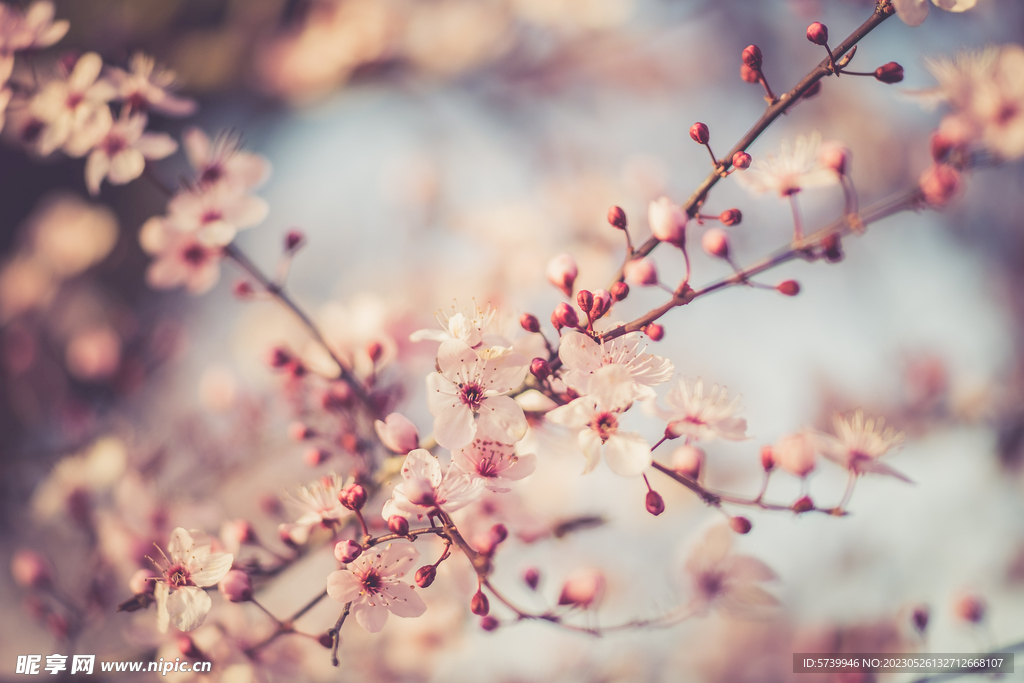 樱花