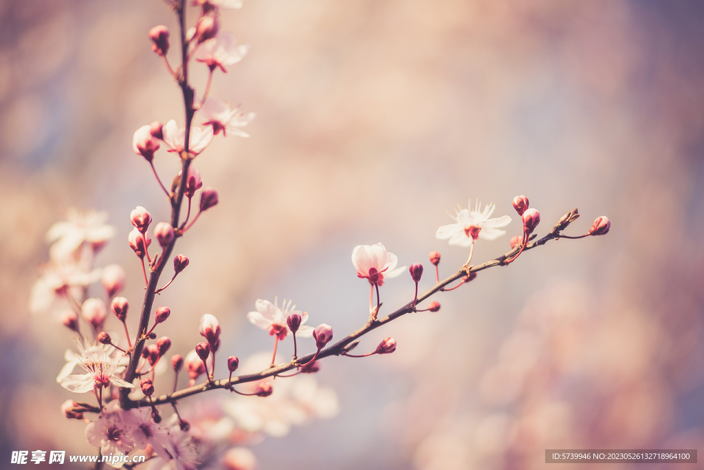 樱花