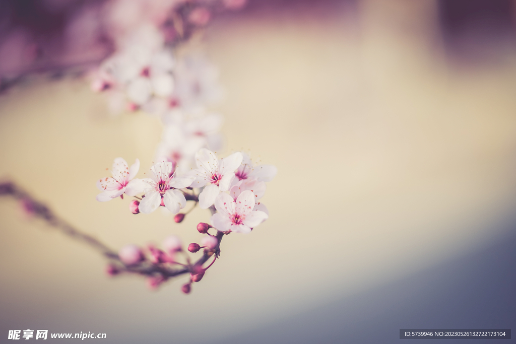 樱花