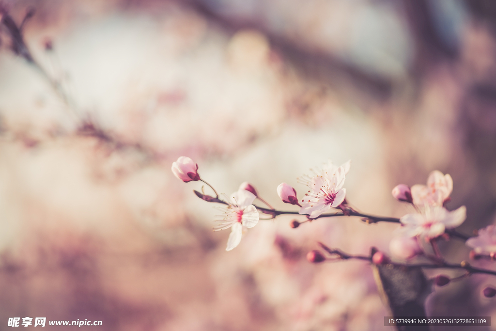 樱花