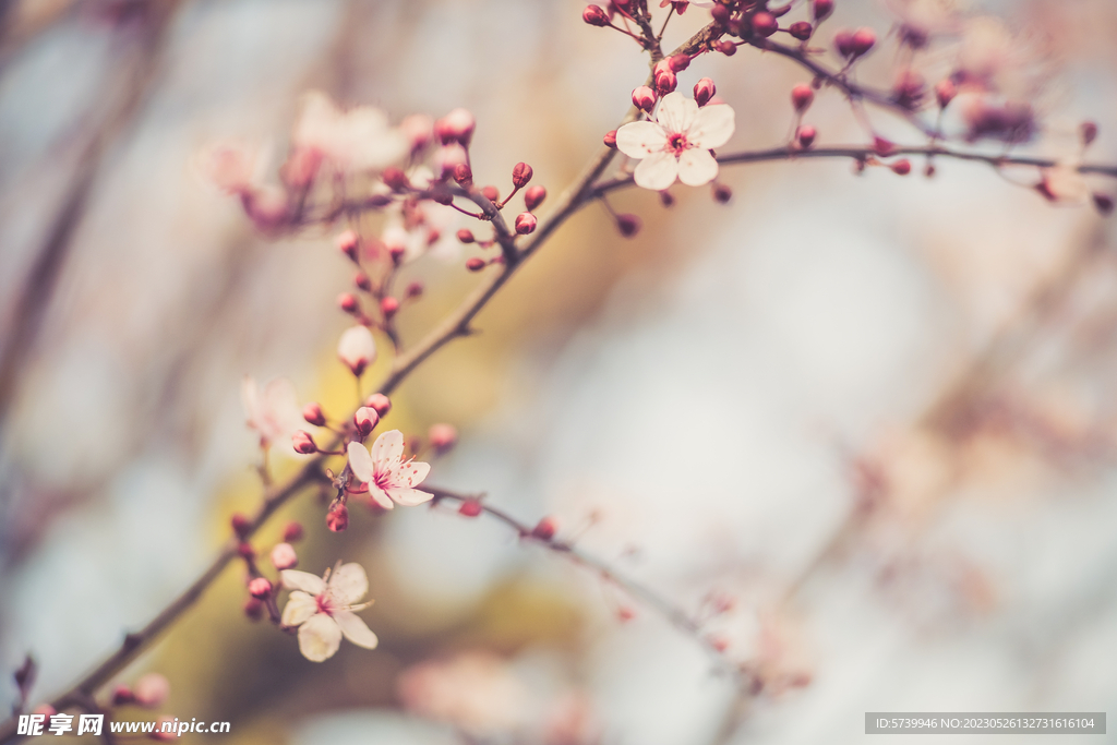 樱花