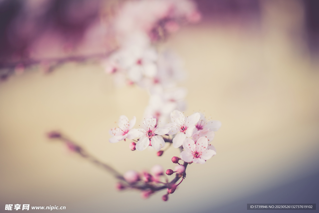 樱花