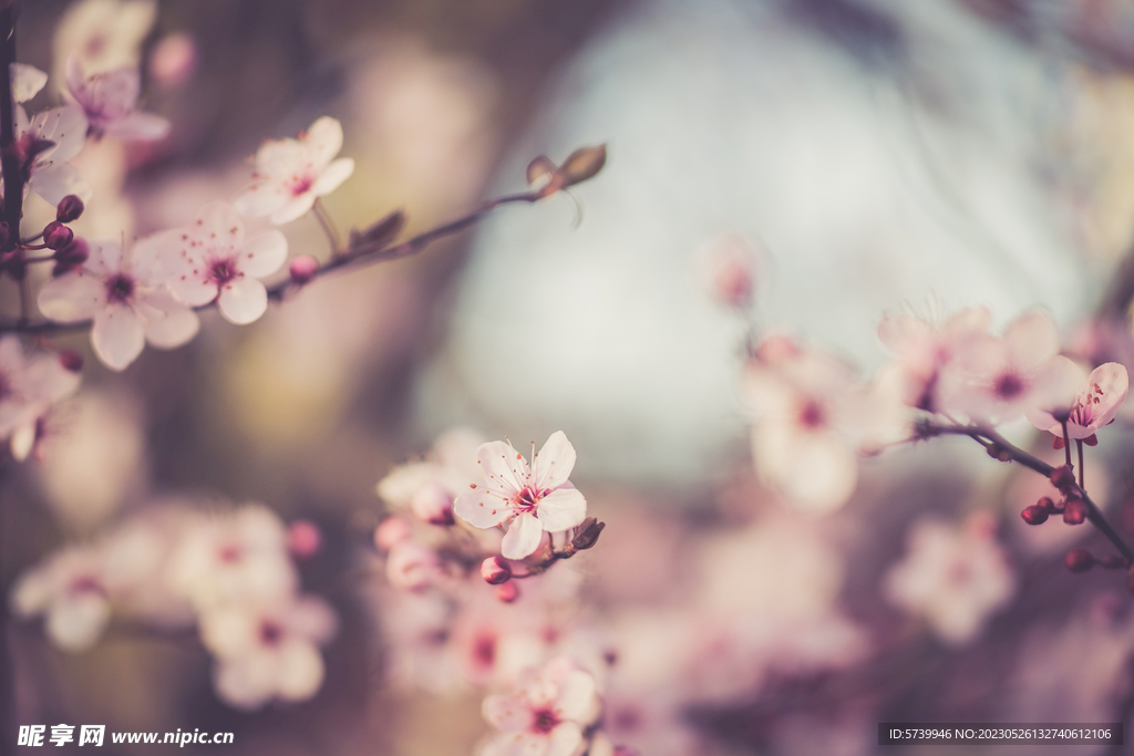 樱花