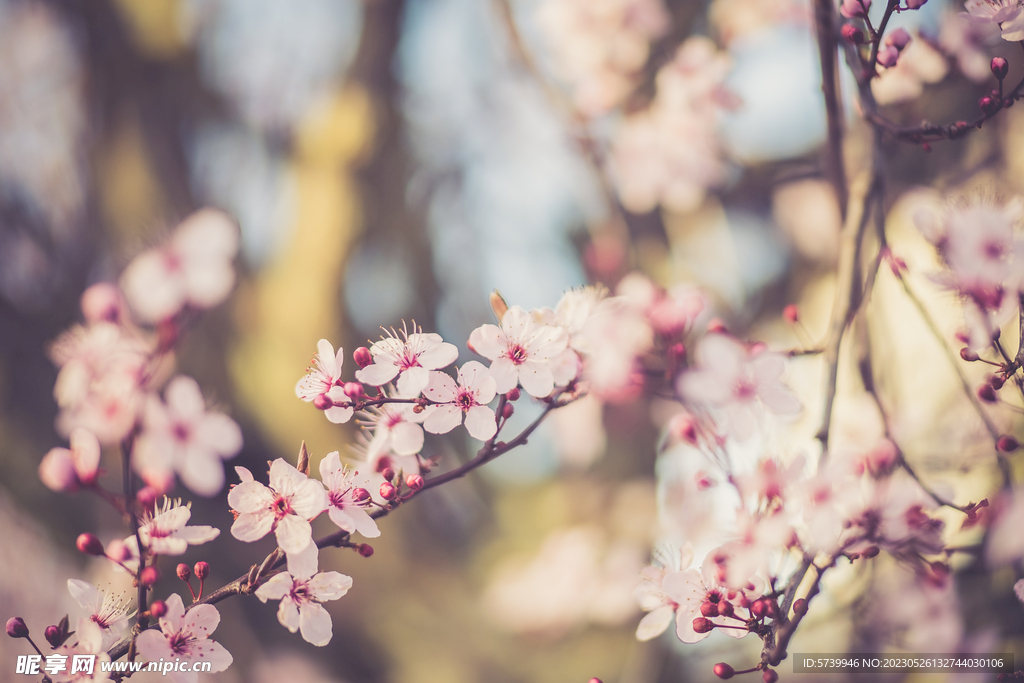 樱花
