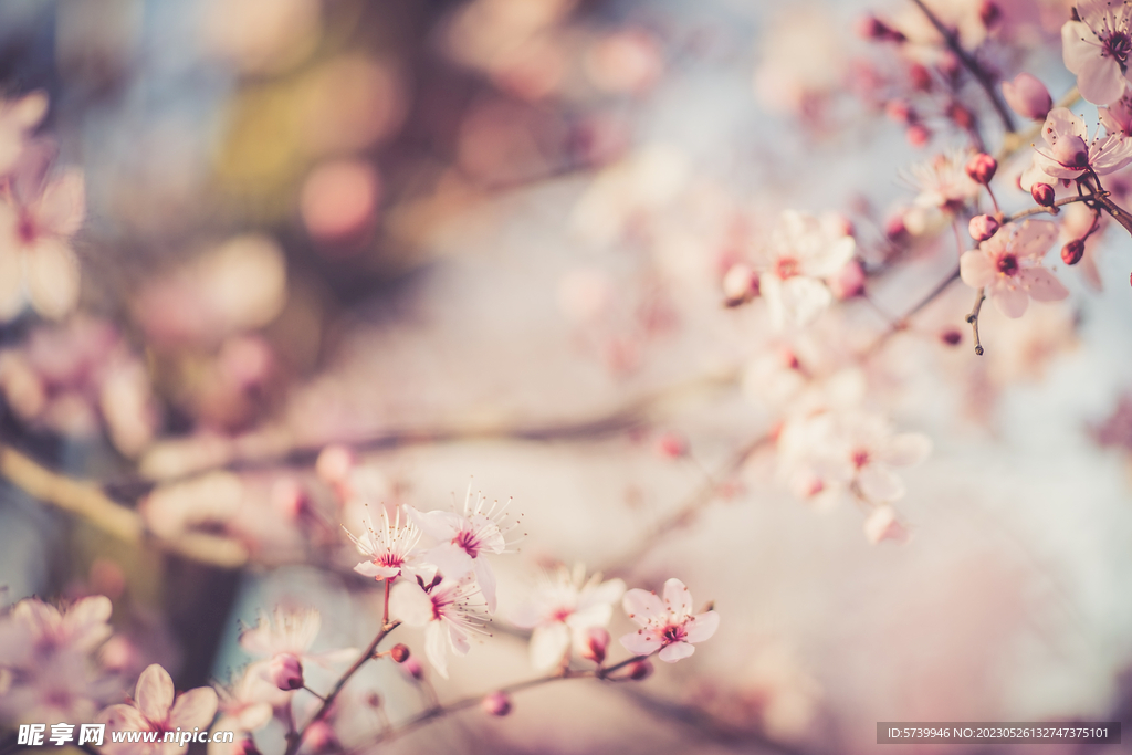 樱花