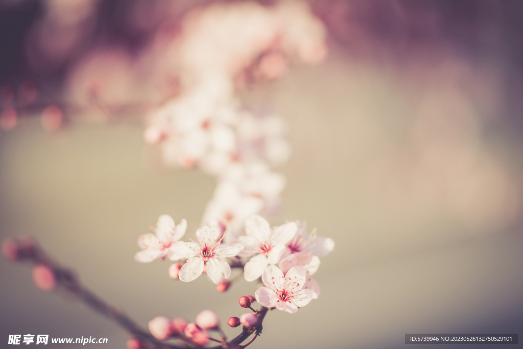 樱花