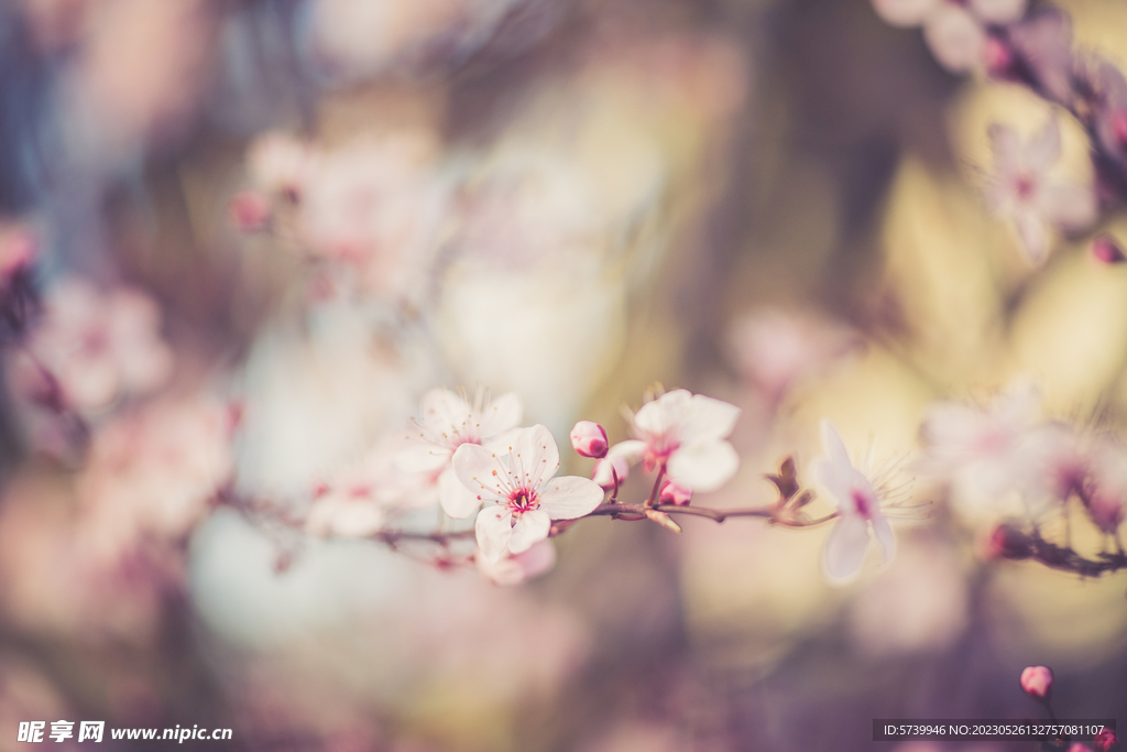 樱花
