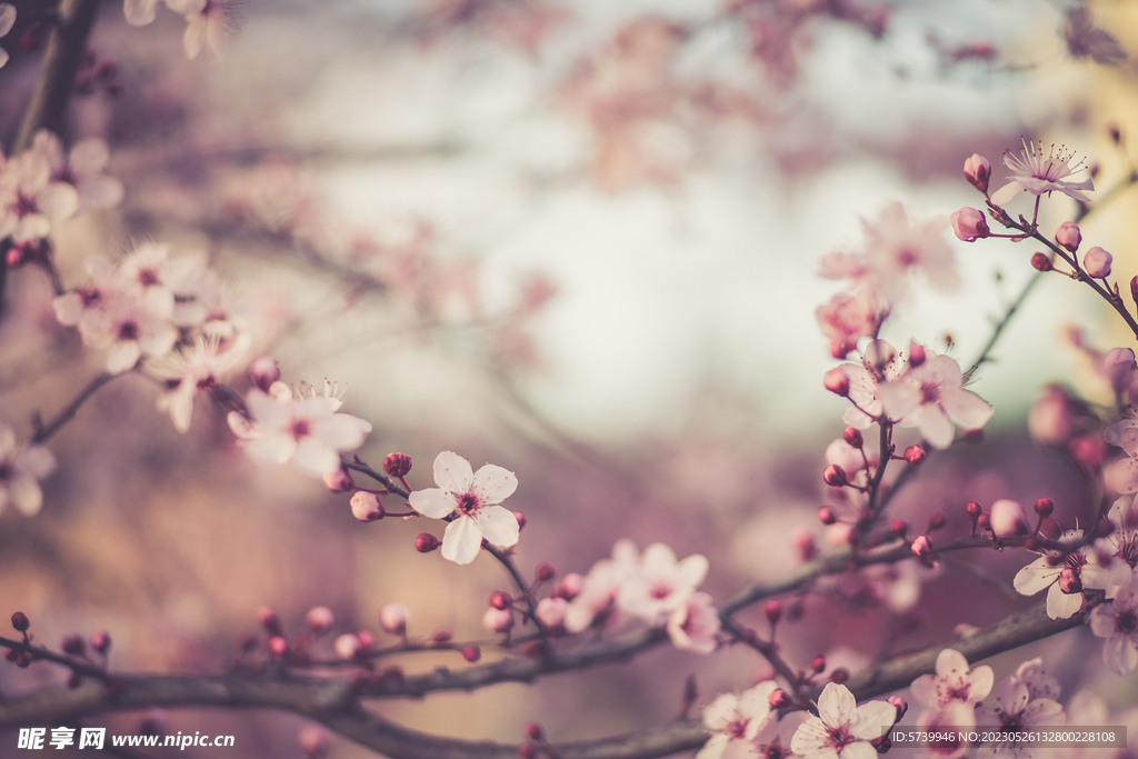 樱花