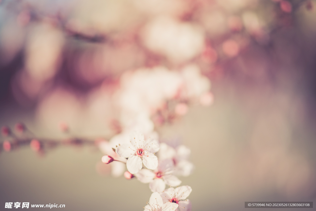 樱花