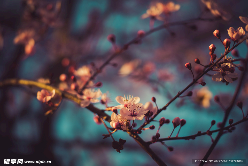 樱花