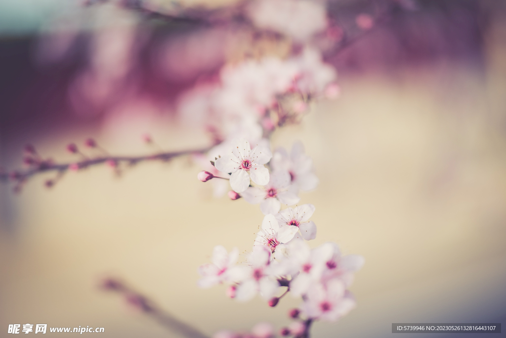 樱花