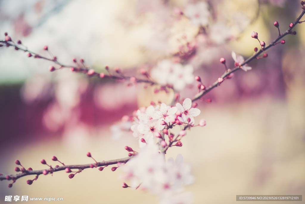 樱花