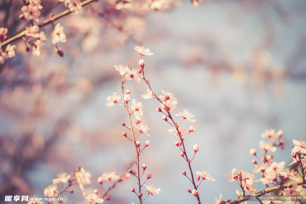 樱花