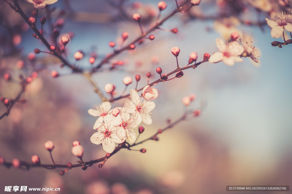 樱花