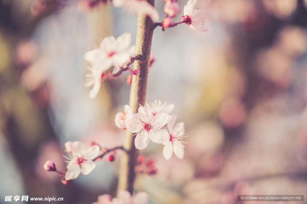 樱花