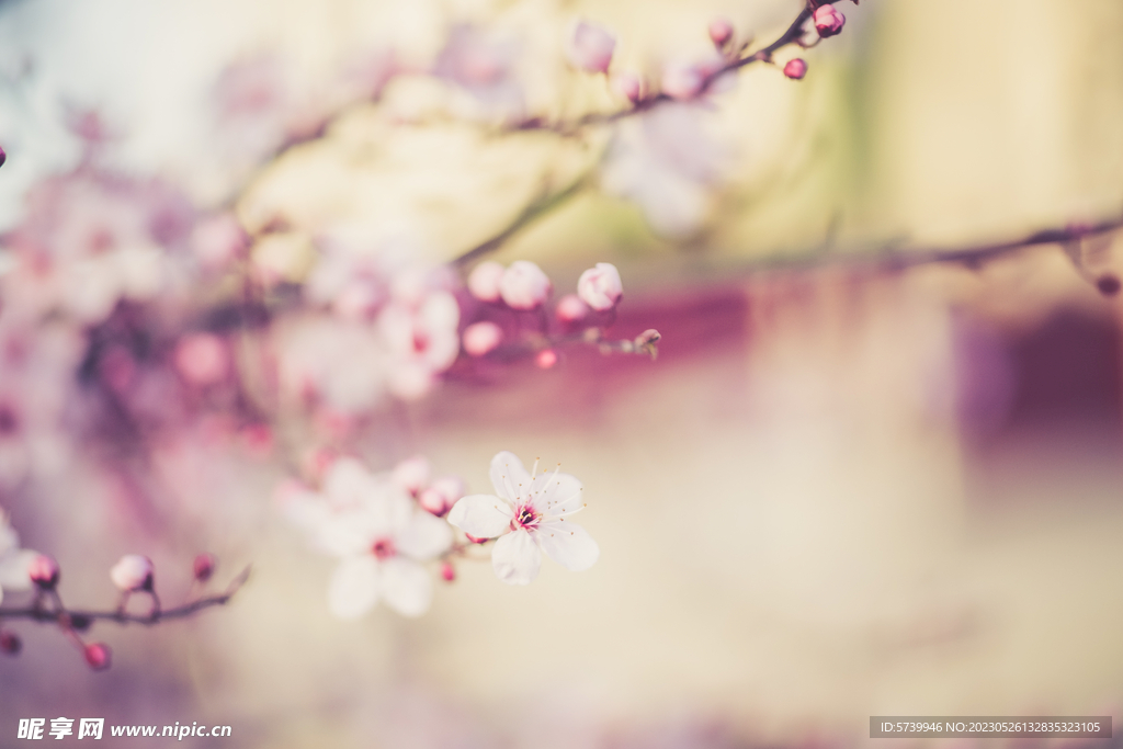 樱花
