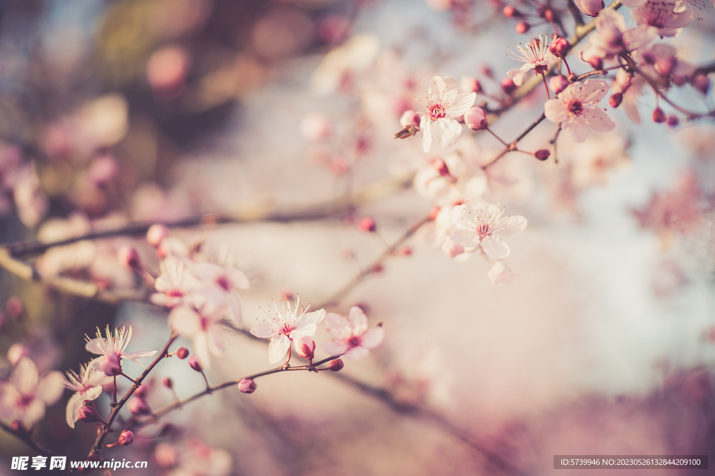 樱花