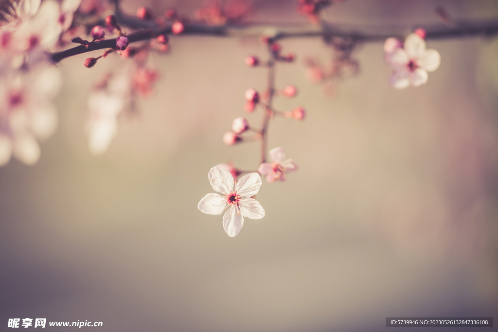 樱花