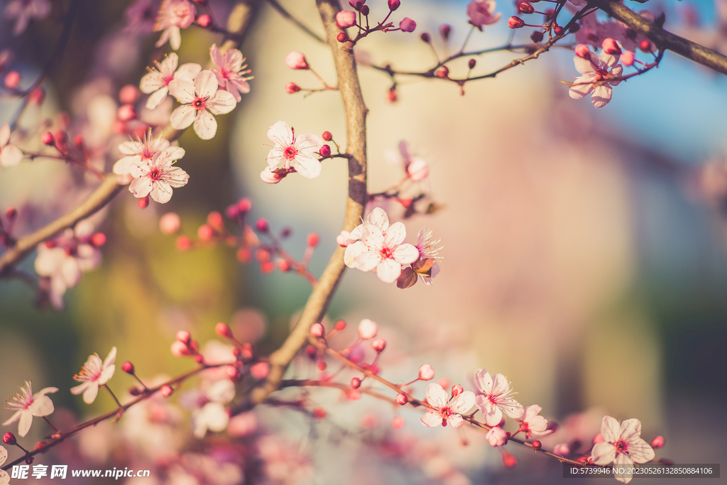 樱花