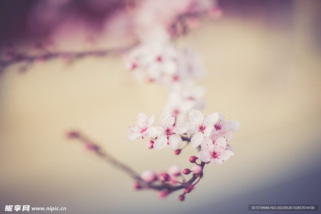 樱花
