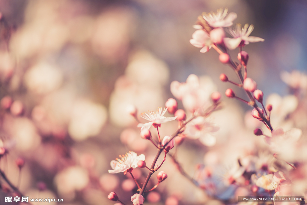 樱花