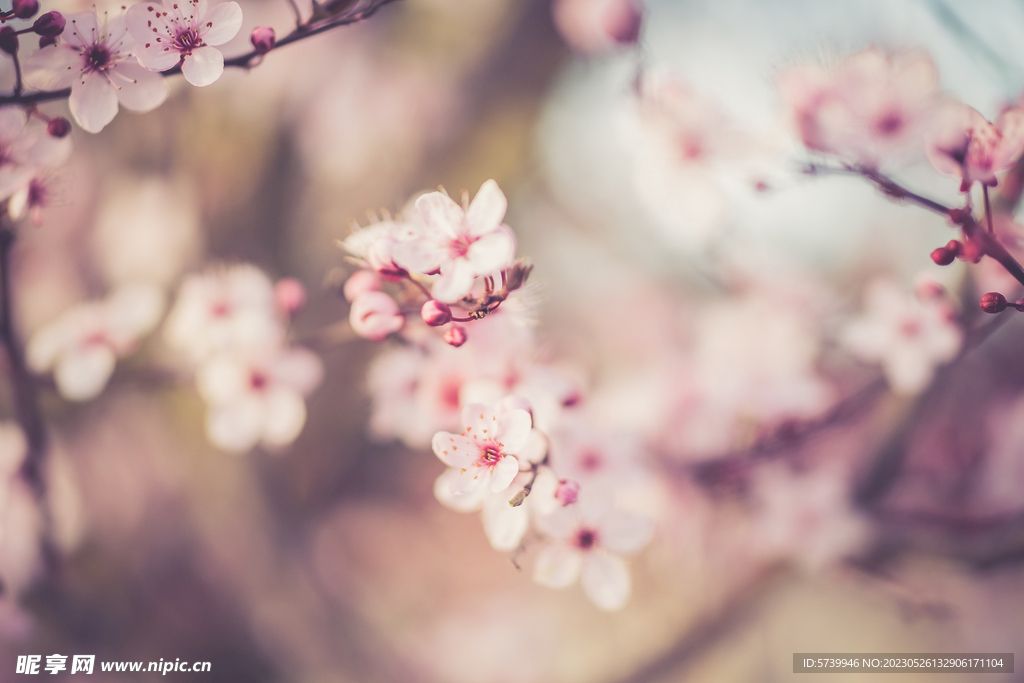 樱花