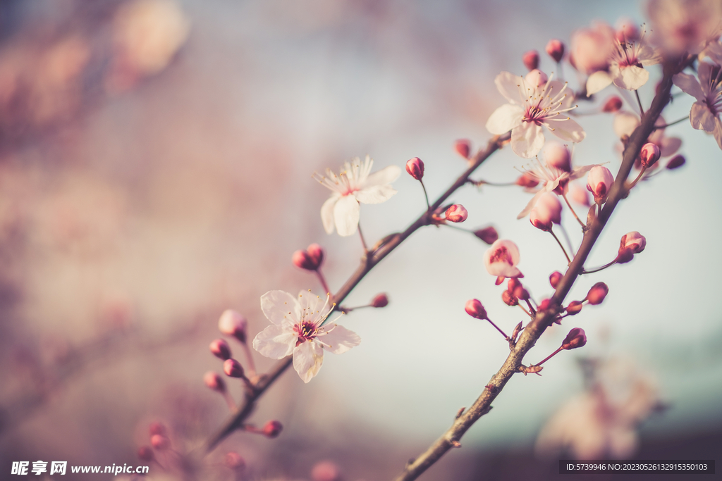 樱花