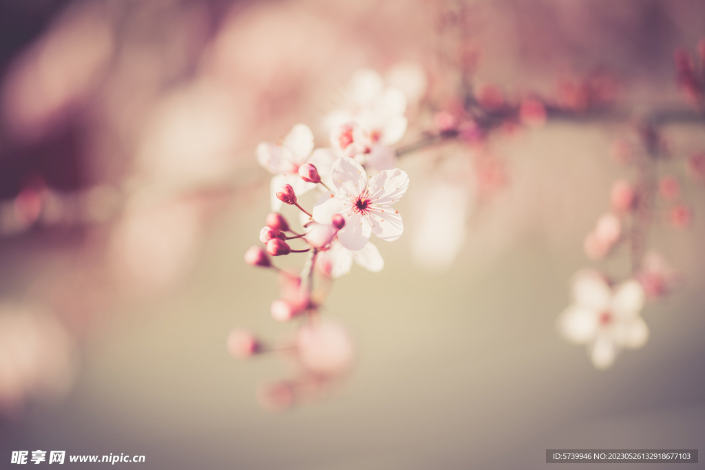樱花