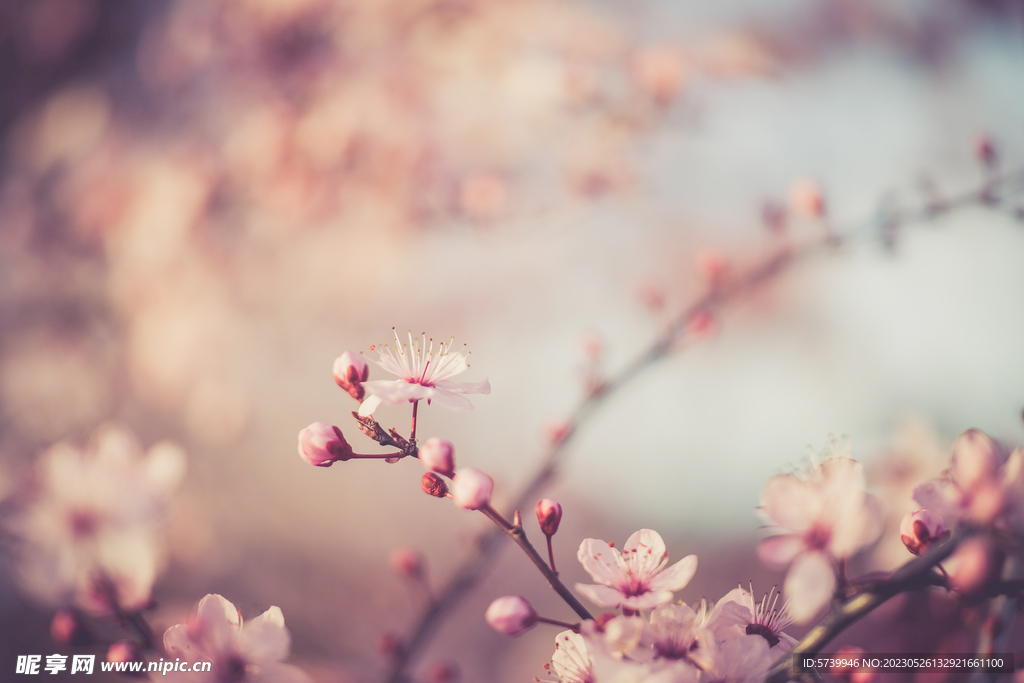 樱花