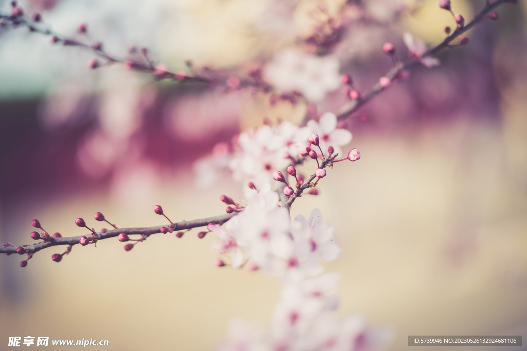 樱花
