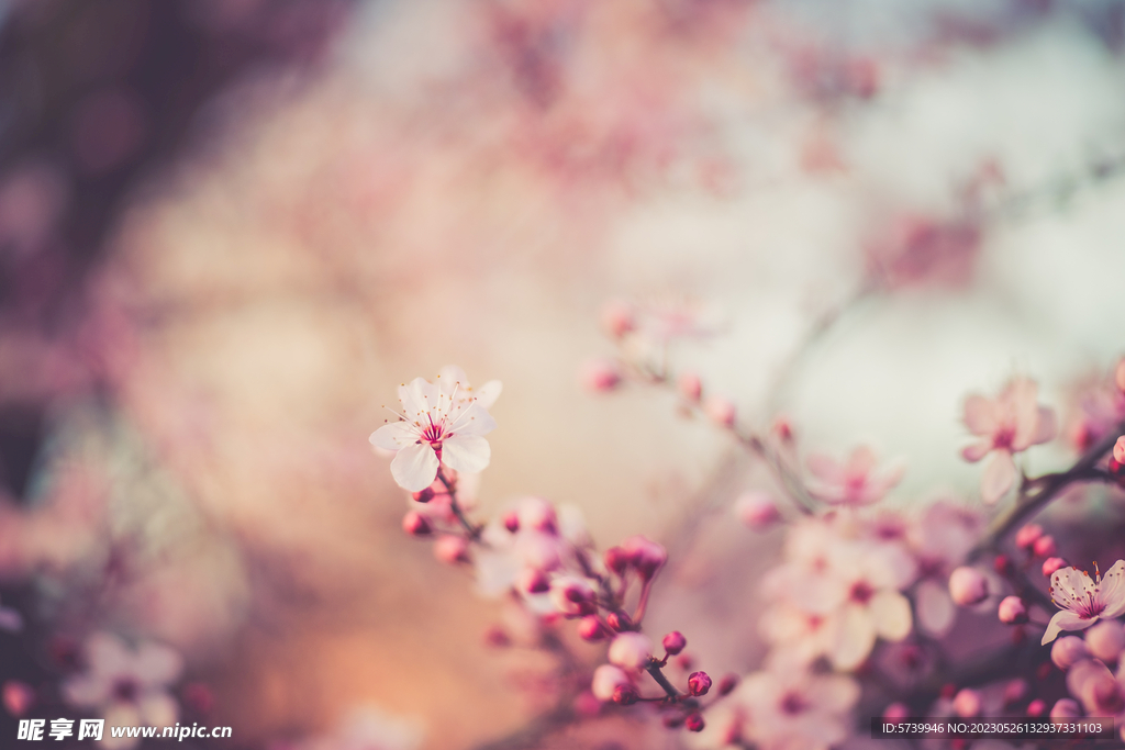 樱花