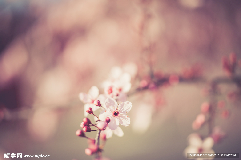 樱花