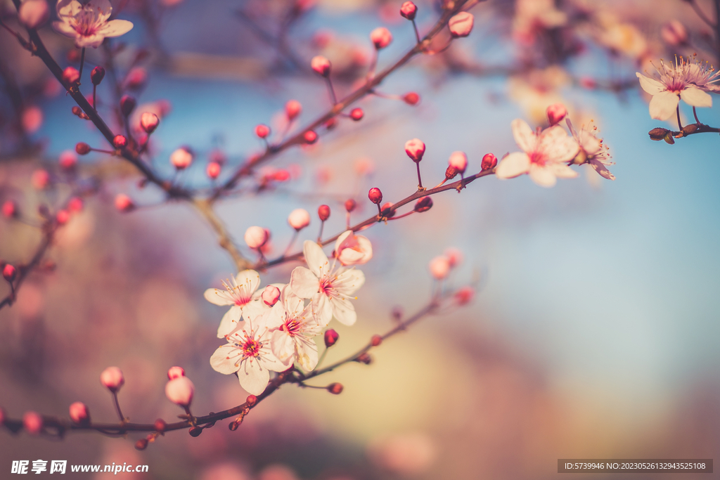 樱花