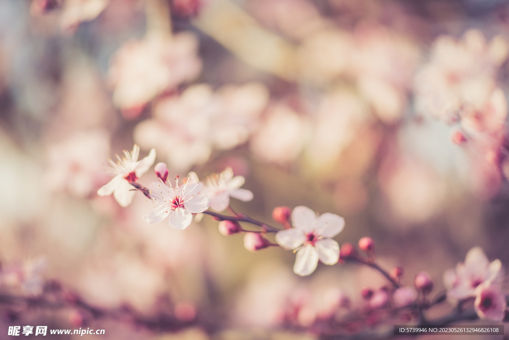 樱花