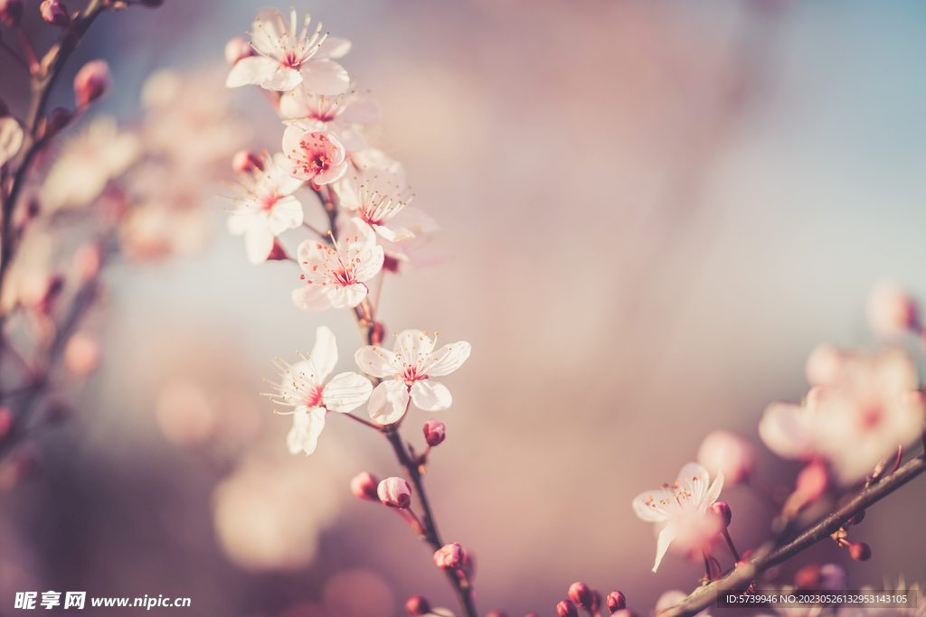 樱花