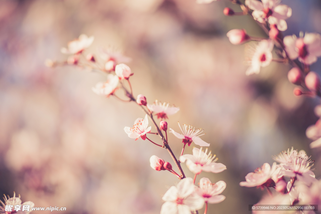 樱花